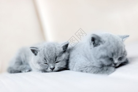两只小猫躺在床上睡觉毛假英国短发猫毛假图片