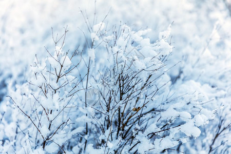 冬树雪和霜的枝阳光明媚图片