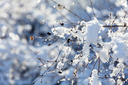 冬树雪和霜的枝阳光明媚图片