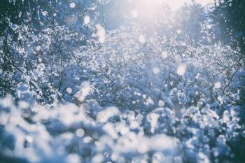 冬树雪和霜的枝阳光明媚图片