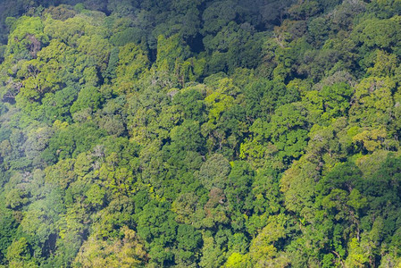 泰国热带森林鸟眼观泰国热带森林图片