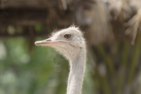 Ostrich头部近端图片