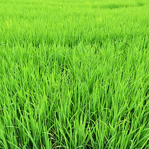 绿稻农场背景图片