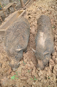 肮脏的猪在泥土中埋伏图片