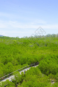 泰国绿色肥沃红树林照片图片