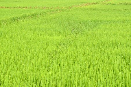 水稻田自然背景图片