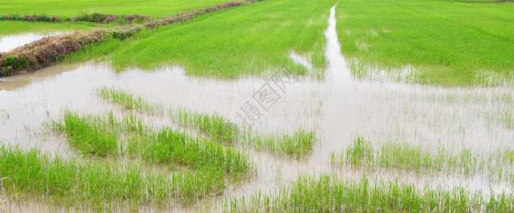 泰国美丽的稻田景观图片
