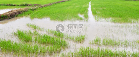 泰国美丽的稻田景观图片