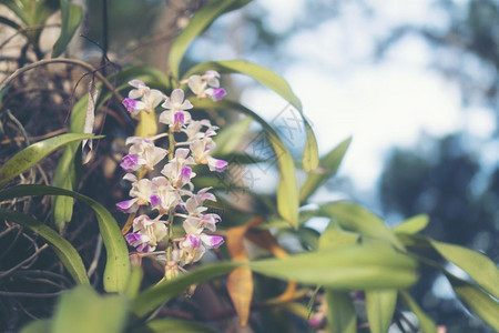 带阳光的花背景图片