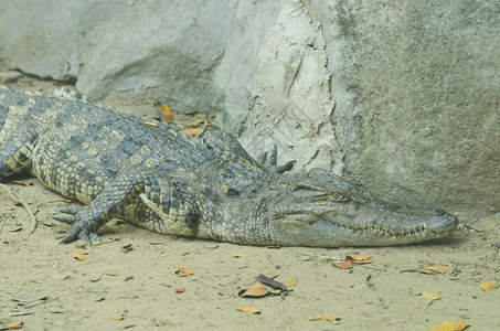 鳄鱼在陆地和水之间图片素材