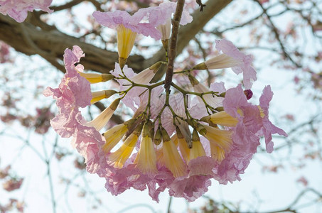 花卉背景摘要近似图片