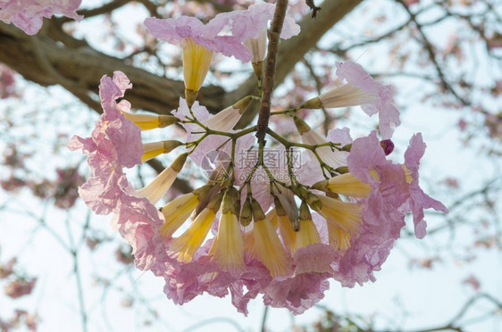 花卉背景摘要近似图片