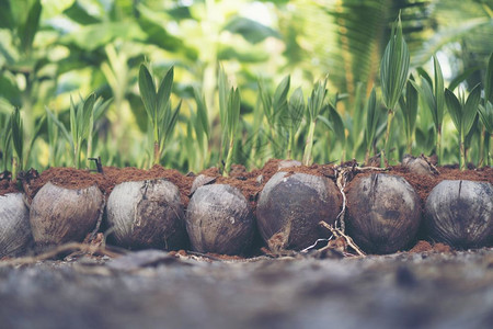 椰子树的泉水鲜种发芽的绿假椰子种发芽的绿假图片素材