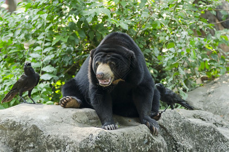 黑色泰迪泰国动物园的黑熊背景