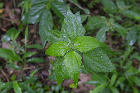 年轻植物新生命图片