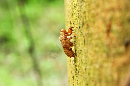 泰公园树上的昆虫缝松泰公园图片