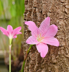美丽的带树粉红色花朵图片