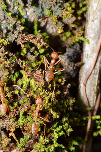 一群编织蚂蚁会把昆虫移到其他地点关闭红色编织蚂蚁最高视图背景图片