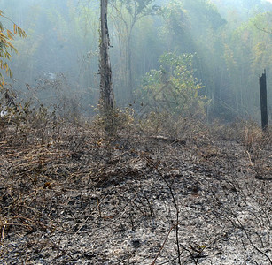 泰国西森林烧焦图片