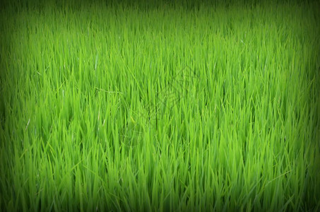田间大米背景的绿稻图片