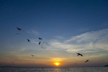 海日落飞鸟图片