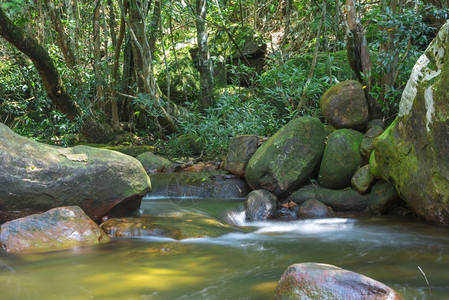 热带森林的自然观图片