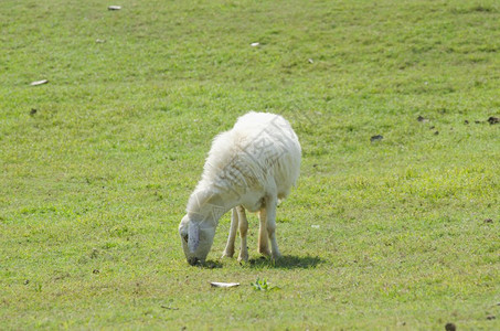 绿草原上吃草的可爱羊羔图片