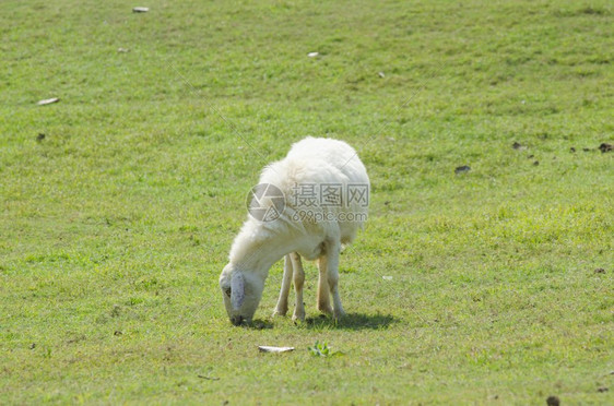 绿草原上吃草的可爱羊羔图片
