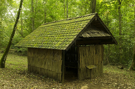 旧小屋木树间有苔图片