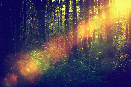 阳光照耀在深森林中火焰古老的心情图片