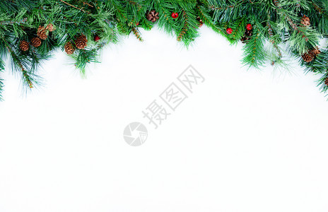 圣诞树长绿枝放在白色背景的顶上图片