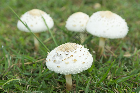 草原上的白蘑菇背景图片