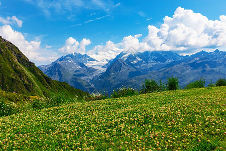 瑞士阿尔卑斯山雪峰绿色草花原的景色夏季图片