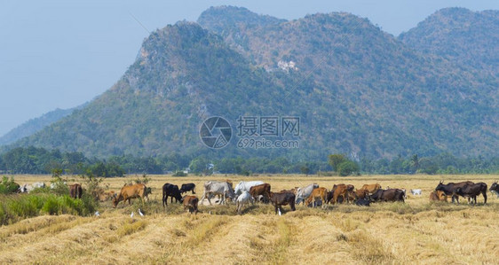 亚洲当地田农场的牛图片