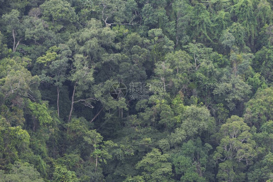 泰国热带森林抽象观点泰国图片