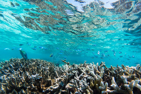 马尔代夫印度洋的海底珊瑚礁和鱼类马尔代夫的热带绿石水马尔代夫的印度洋海底珊瑚礁和鱼类图片