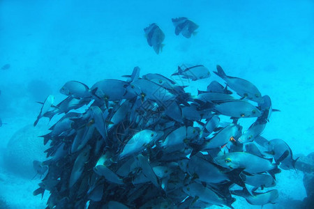 马尔代夫印度洋的鱼类学校热带纯绿松水马尔代夫印度洋的鱼类学校图片