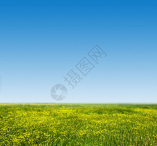 绿草和新鲜花春地上的年轻花朵蓝清天空高质量适合背景自然主题等图片