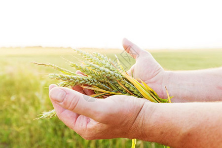 新鲜绿色谷物农民和手中的谷物农业收获概念小麦黑田收获图片