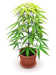 3D表示绿色VitexAgnusCastus种植在白底孤立的家用棕色陶瓷花盆中的绿色Vitex植物图片