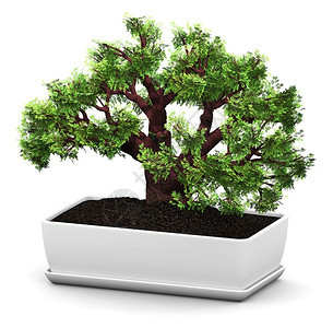 3D表示在家用陶瓷花盆中白色背景隔离的绿微型木盆Baobab树图片