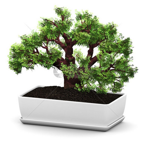 3D表示在家用陶瓷花盆中白色背景隔离的绿微型木盆Baobab树图片