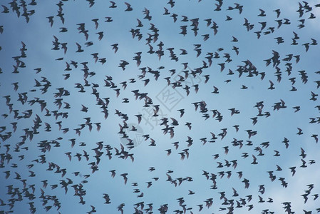 许多蝙蝠在天上飞翔图片