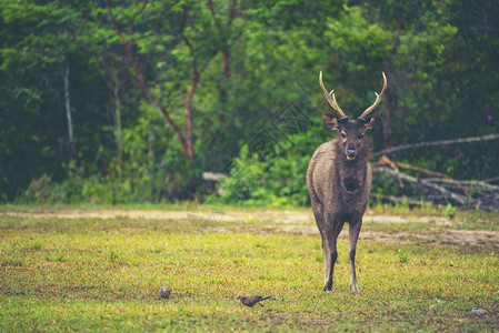 泰国公园中的野鹿图片