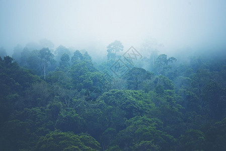 低地云中的森林山坡在风景的中常青阴锥被迷雾笼罩在中图片