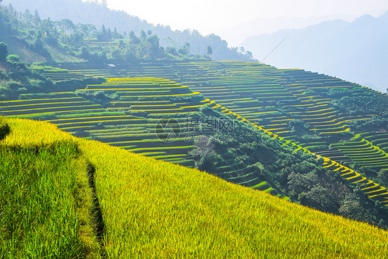 越南永拜MuCangChai梯田上的稻西北越南的稻田准备收割越南的风景图片
