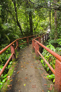 通往丛林的桥梁泰国赵宜家公园图片
