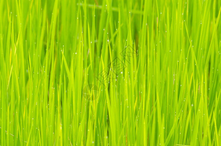 绿稻田图片