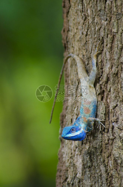 蓝蜥蜴大眼睛的蓝蜥蜴闭细节像小爬行动物图片