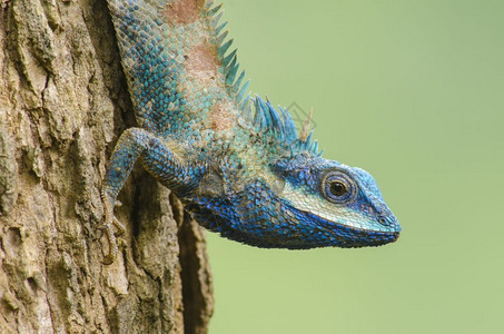 蓝蜥蜴大眼睛的蓝蜥蜴闭细节像小爬行动物图片